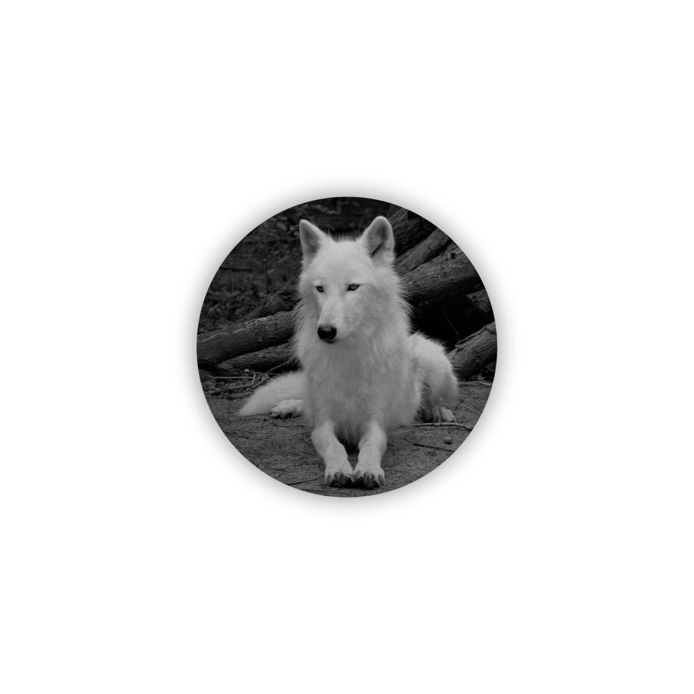 Magnetka 65x65mm ve tvaru kruhu - bílý vlk