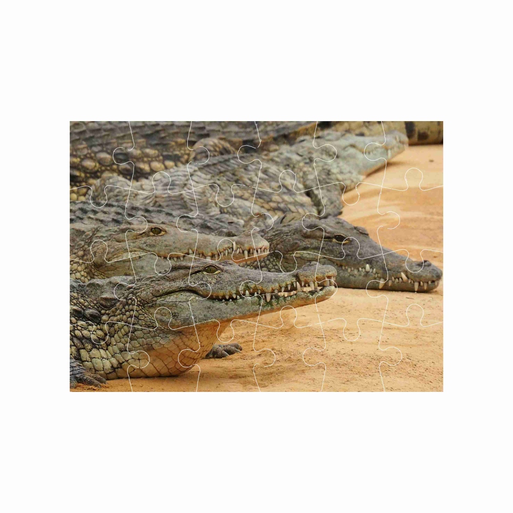 Puzzle 18x13cm (24 dílků) s obrázkem - krokodýlí břeh