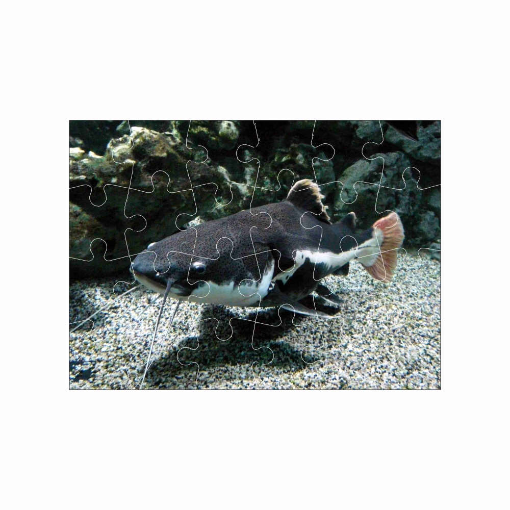 Puzzle 18x13cm (24 dílků) s obrázkem - říční sumec