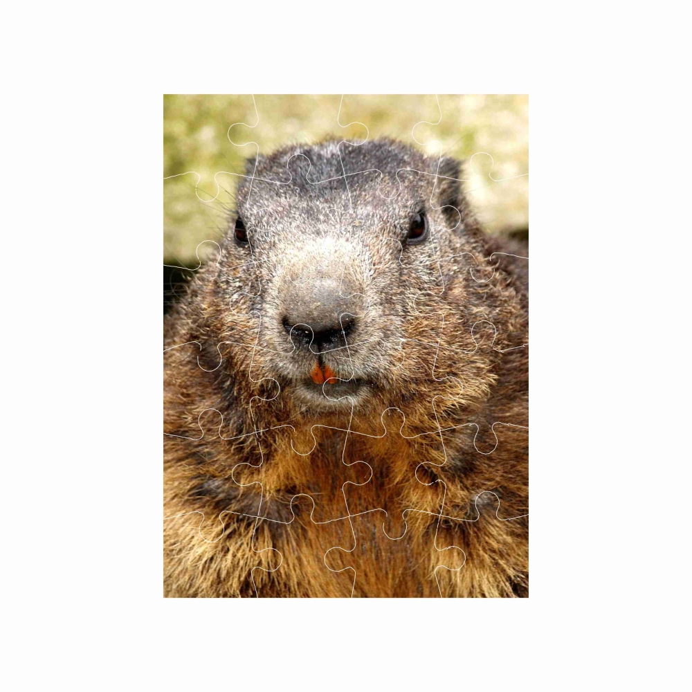 Puzzle 18x13cm (24 dílků) s obrázkem - svišť