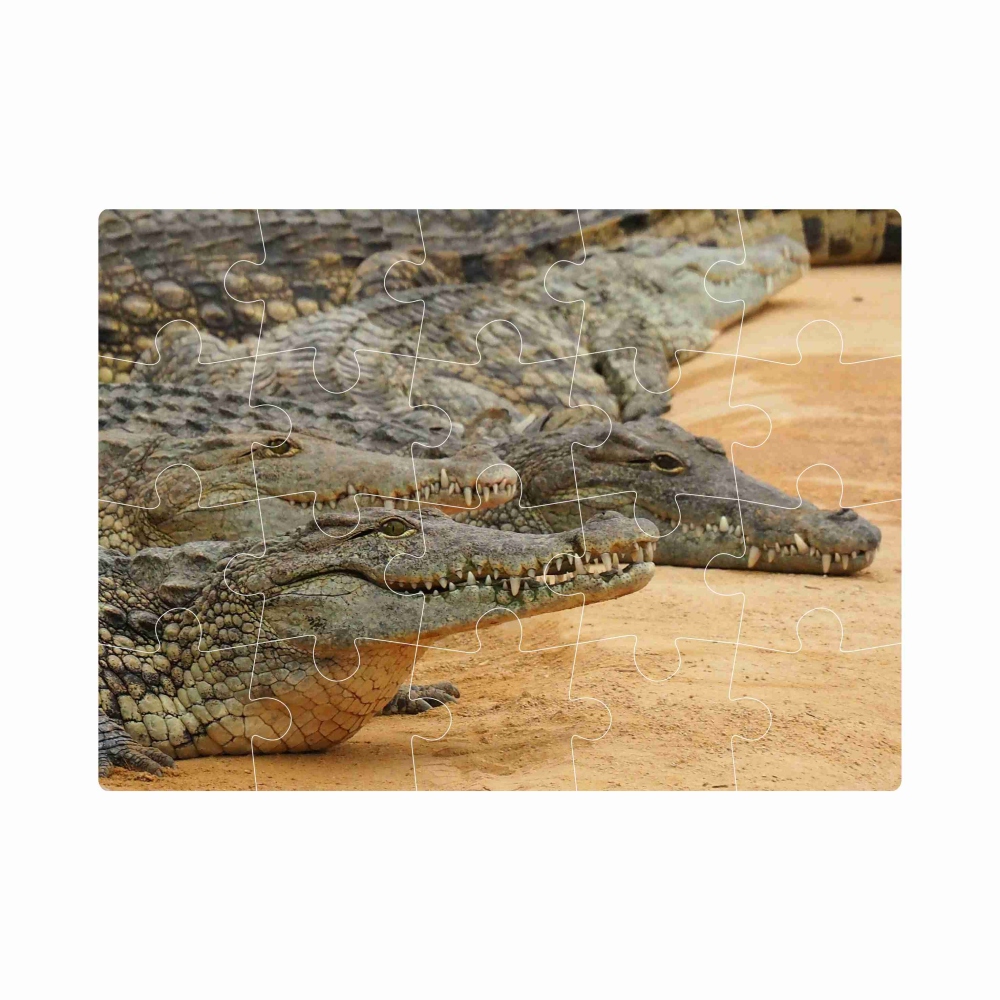 Puzzle 20x15cm (20 dílků) s obrázkem - krokodýlí břeh