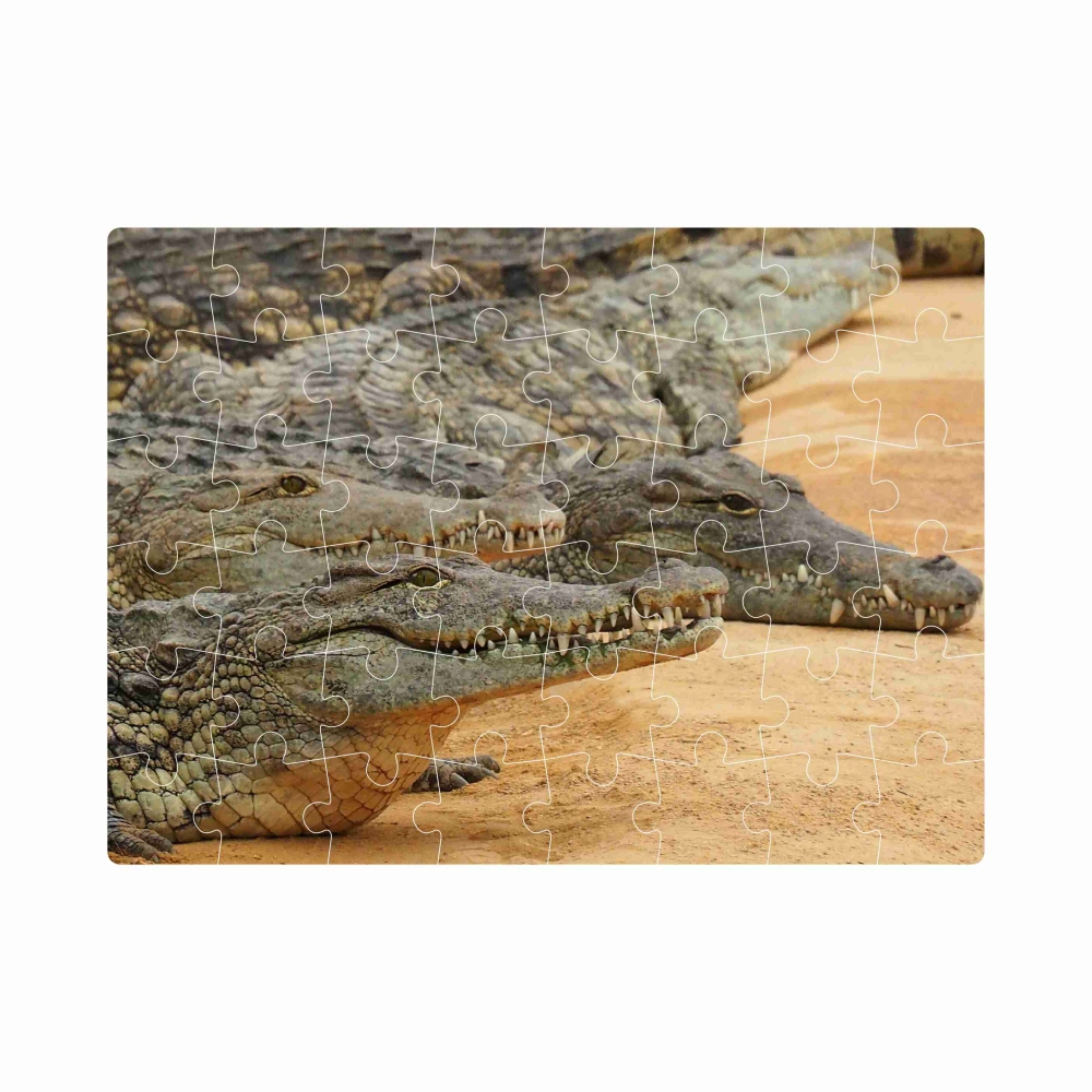 Puzzle 20x15cm (40 dílků) s obrázkem - krokodýlí břeh