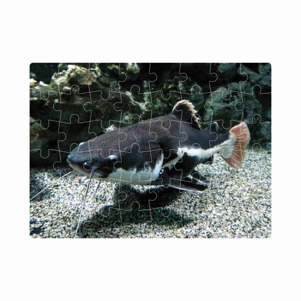 Puzzle 20x15cm (40 dílků) s obrázkem - říční sumec