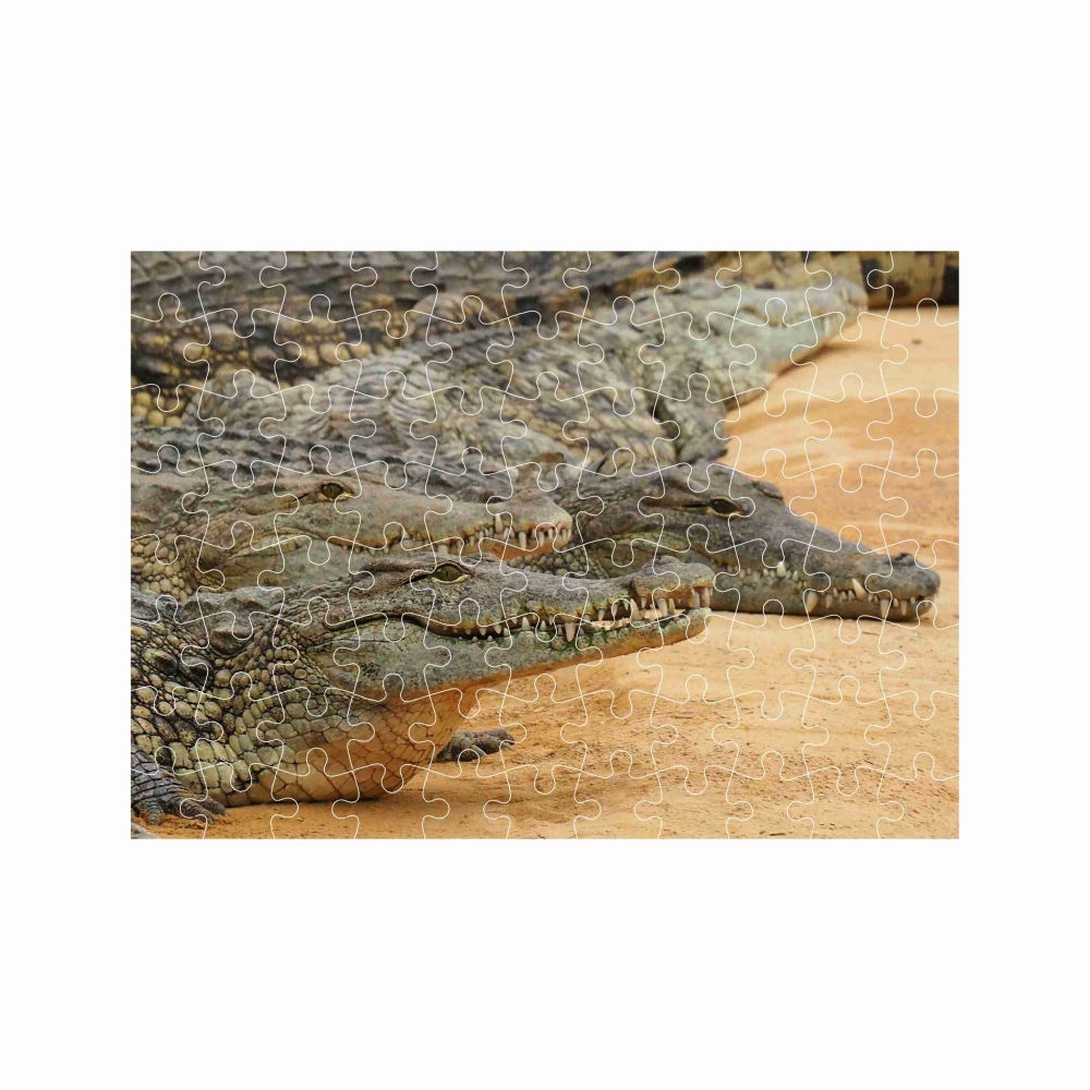 Puzzle A4 29x20cm (120 dílků) s obrázkem - krokodýlí břeh