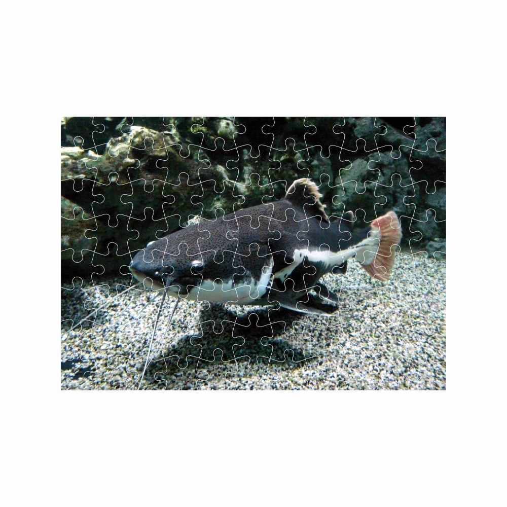 Puzzle A4 29x20cm (120 dílků) s obrázkem - říční sumec