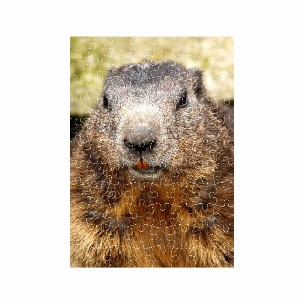 Puzzle A4 29x20cm (120 dílků) s obrázkem - svišť